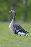 Graylag Gooseborder=